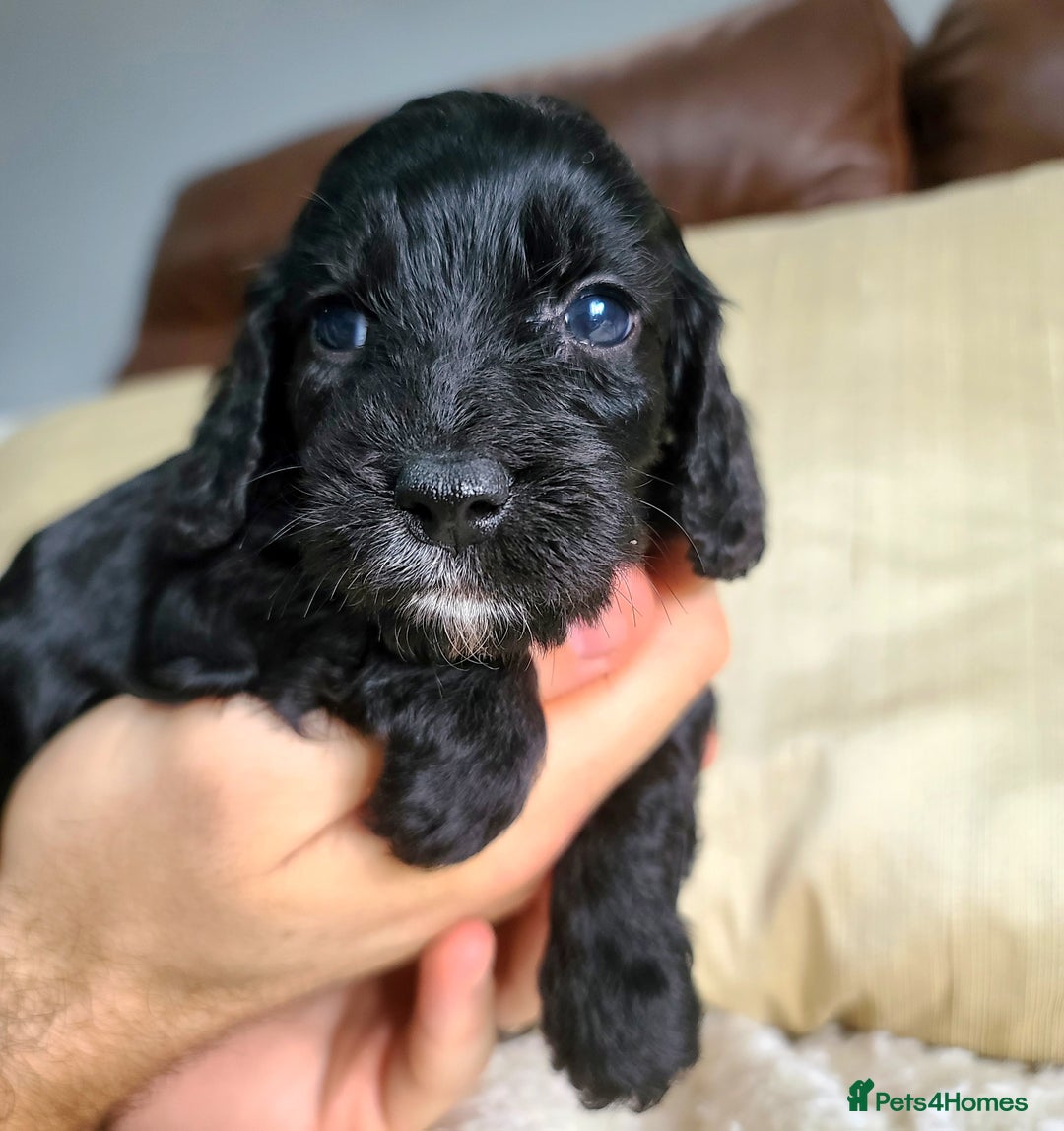 Cockapoo dogs for sale: F1 Cockapoo Puppies. Thick Coats. DNA tested - Image 13