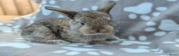 Mini Lop rabbits for sale: Mini Lop Rabbits - Advert 5