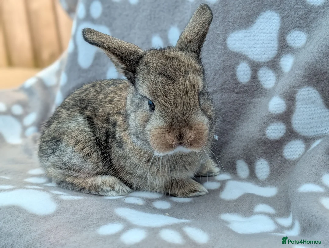 Mini Lop rabbits for sale: Mini Lop Rabbits - Advert 5