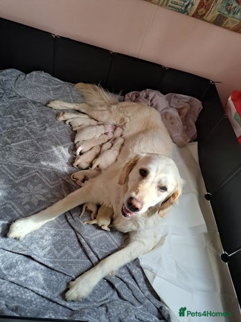 Golden Retriever dogs - Advert 5