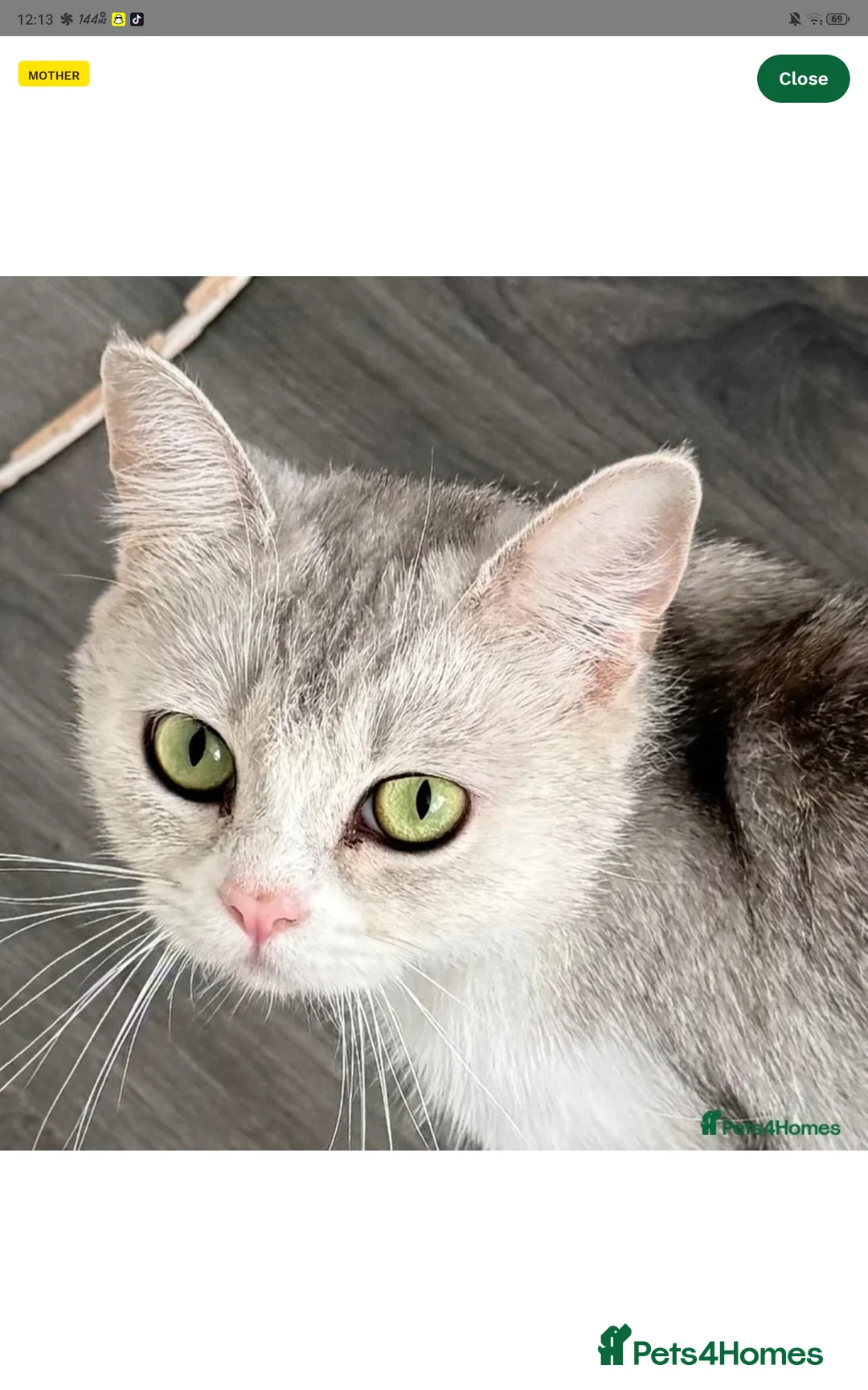 British Shorthair cats for sale: Beautiful white pure bred British shorthair in Stourbridge - Advert 4