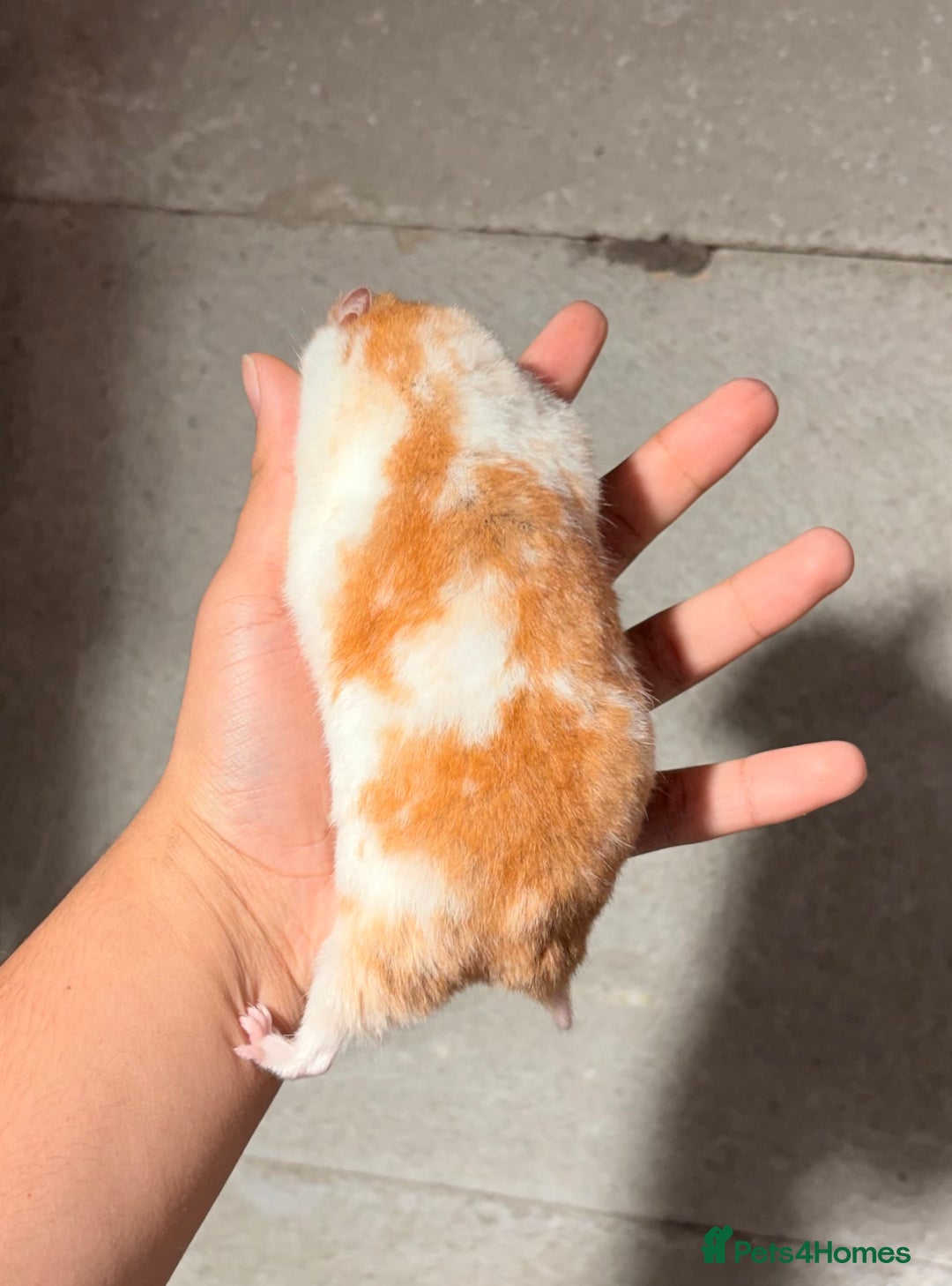 Hamster rodents for sale: OLDER STUNNING TAME PEDIGREE HAMSTERS - Advert 10