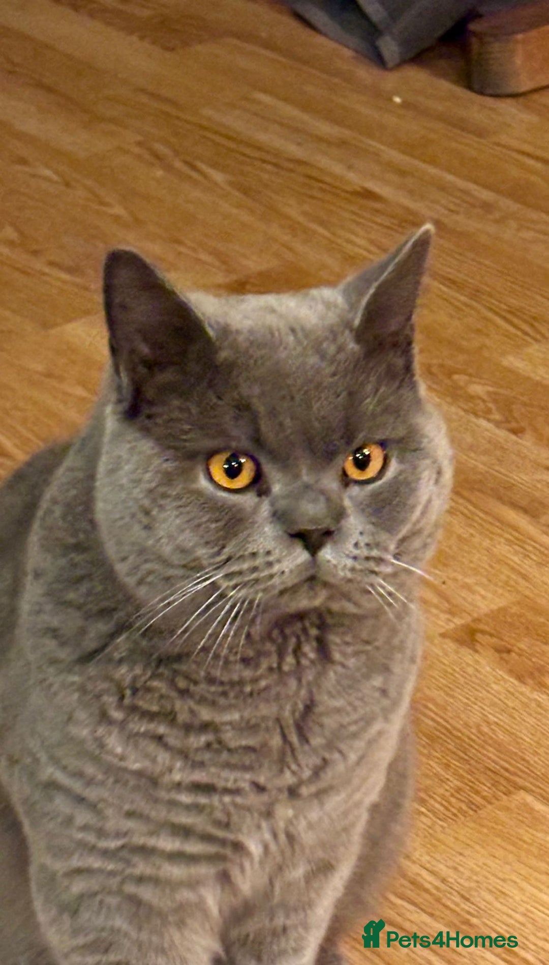 British Shorthair cats for sale: Beautiful British Short Hair  - Advert 2