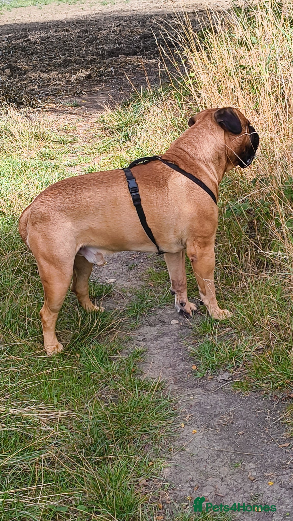 Bullmastiff dogs Harvey - Advert 7