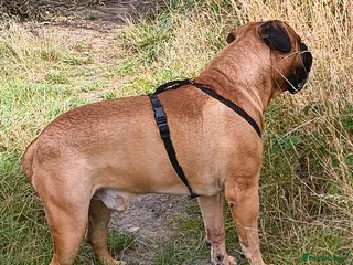 Bullmastiff dogs Harvey - Advert 7
