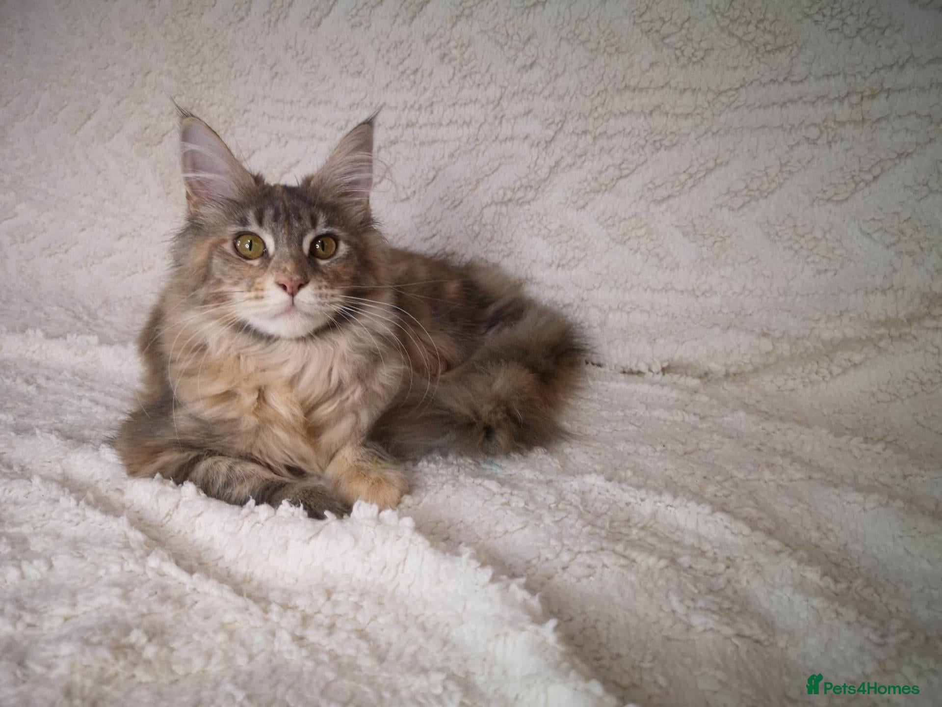 Maine Coon cats GCCF Maine Coon kittens - registered breeder - Advert 1