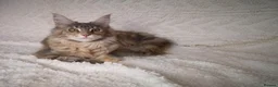 Maine Coon cats for sale: GCCF Maine Coon kittens - registered breeder - Advert 1