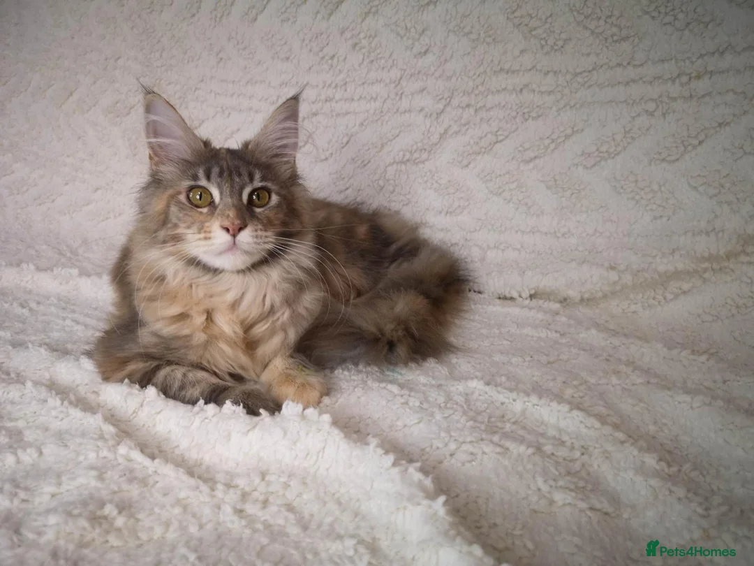 Maine Coon cats for sale: GCCF Maine Coon kittens - registered breeder - Advert 1