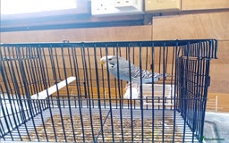 Budgerigars birds for sale: Budgies  - Image 9