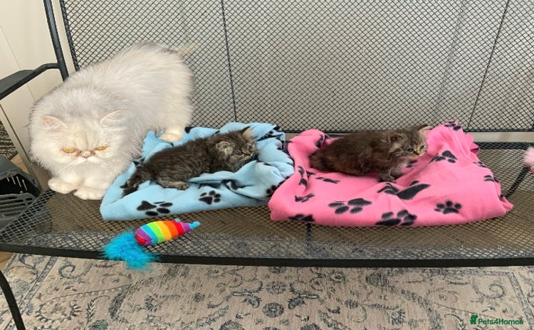 Persian cats - Advert 5