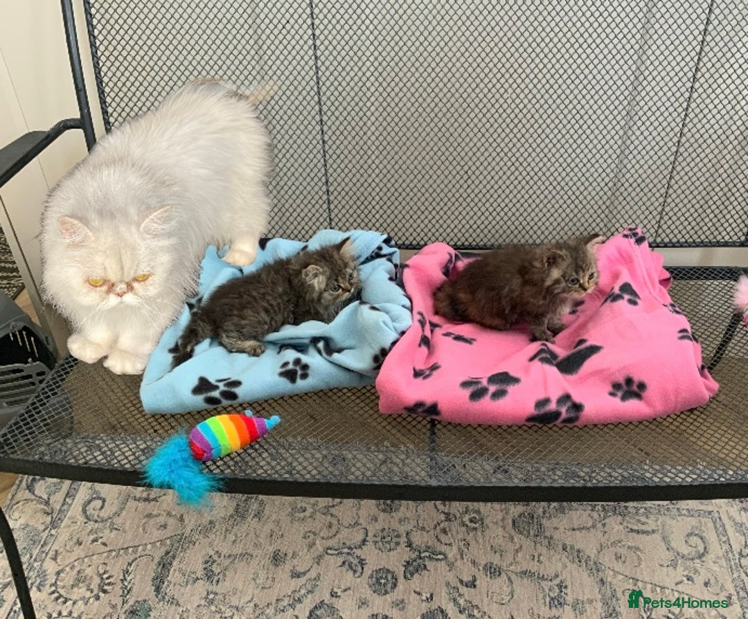 Persian cats for sale: 2 stunning dark grey/blue full persians - Image 1