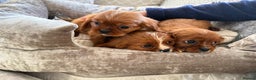 Cavalier King Charles Spaniel dogs for sale: Cavalier King Charles pups  - Advert 13
