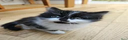 Mixed Breed cats for sale: Fluffy kittens Looking for Loving Homes  - Advert 12