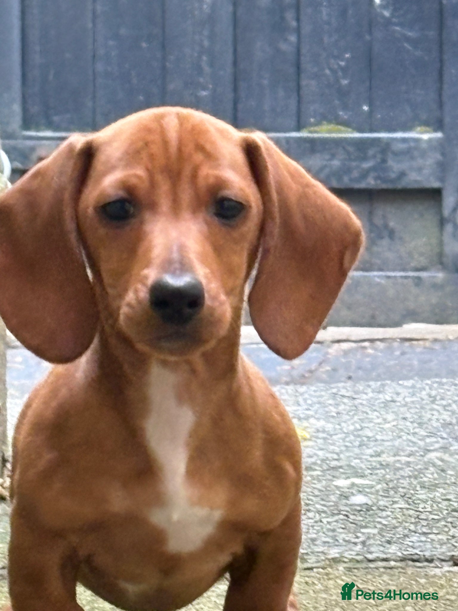 Dachshund dogs Ready now Last boy, Adorable Dachshund puppy  - Advert 13
