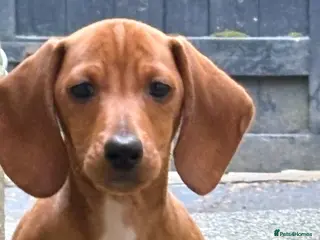 Dachshund dogs Ready now Last boy, Adorable Dachshund puppy - Advert 13