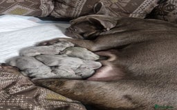 French Bulldog dogs for sale: Outstanding French Bulldog Puppies – KC - Image 17