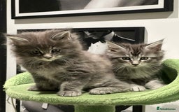 Maine Coon cats for sale: Stunning Mainecoon Kittens - Image 22