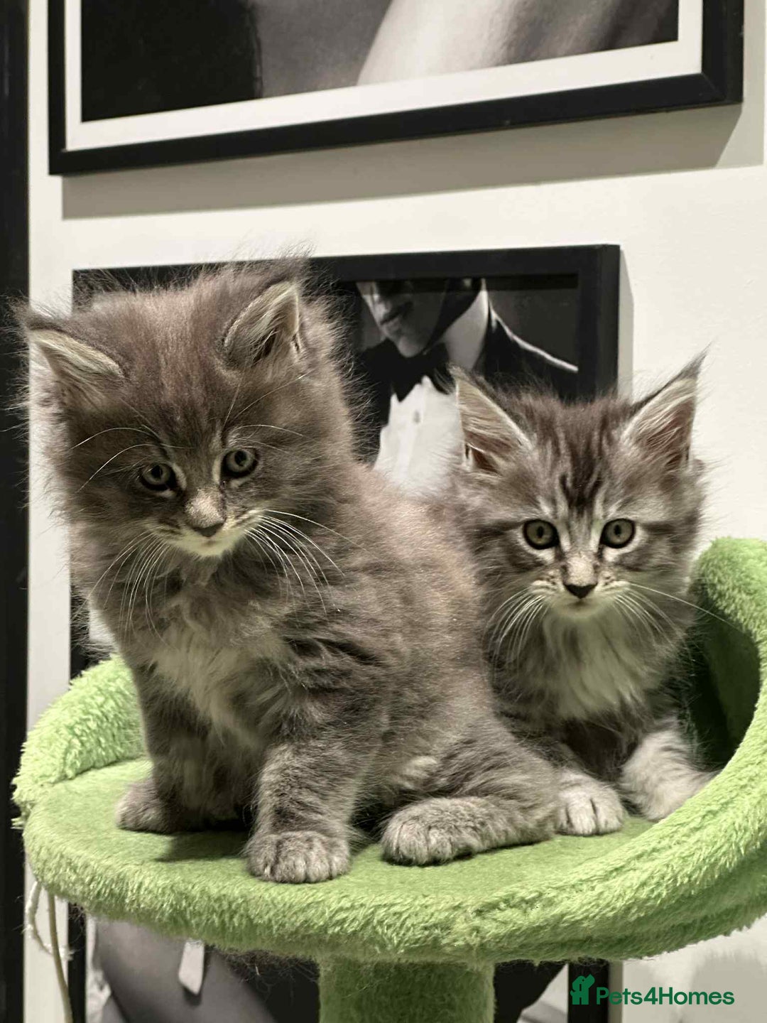 Maine Coon cats for sale: Stunning Mainecoon Kittens - Image 22