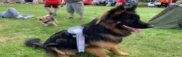 German Shepherd dogs for stud: German Sheppard For Stud security trained working in Gosport - Advert 6