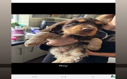 Cocker Spaniel dogs for sale: Cocker spaniel puppies  - Advert 3