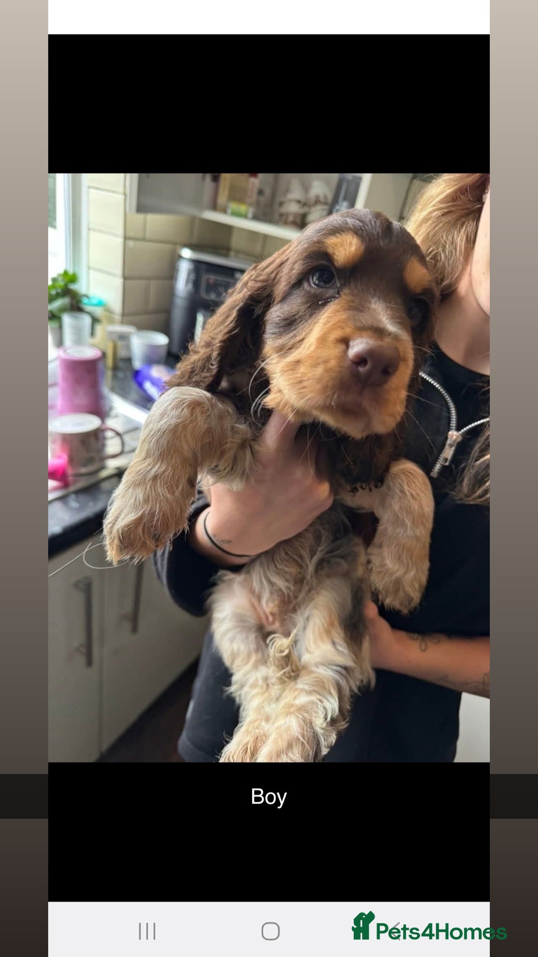 Cocker Spaniel dogs for sale: Cocker spaniel puppies  - Advert 3