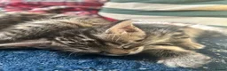 Bengal cats for sale: Mix Bengal kittens for sell in Corby - Advert 4