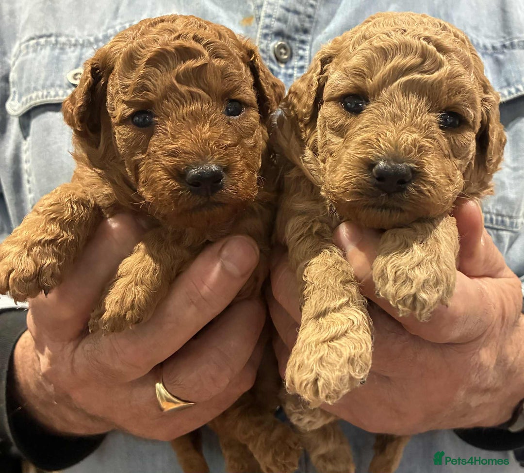 Labradoodle dogs for sale: Miniature Labradoodle puppies - Advert 1