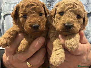 Labradoodle dogs Miniature Labradoodle puppies - Advert 1