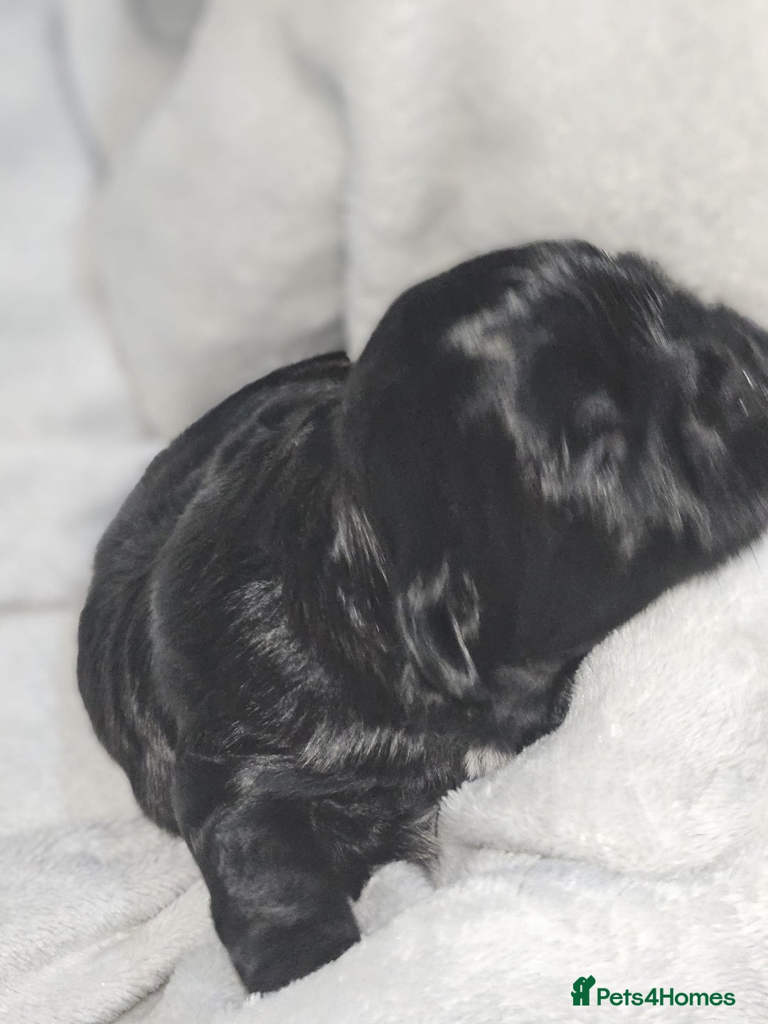 Shih Tzu dogs for sale: Shih tzu puppies  - Advert 6