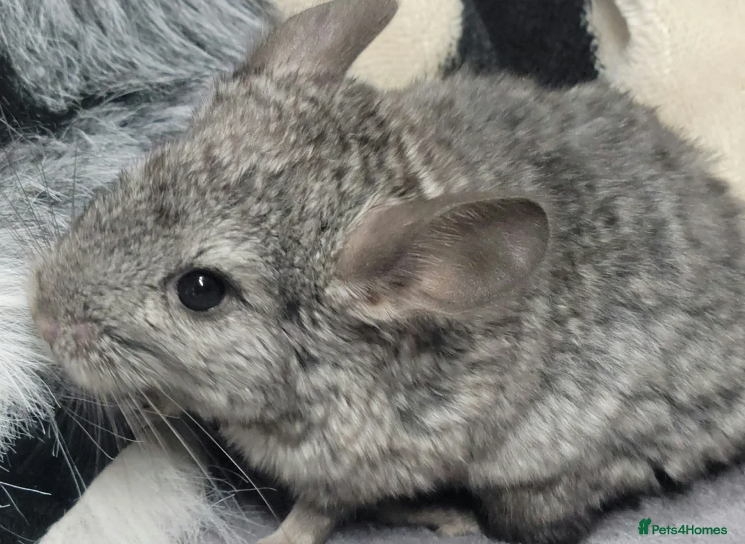 Chinchilla rodents for sale: Baby chinchillas for sale  - Advert 6