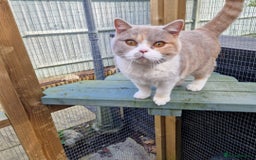 British Shorthair cats for sale: BEAUTIFUL BRITISH SHORTHAIR GCCF registered kitten - Image 10