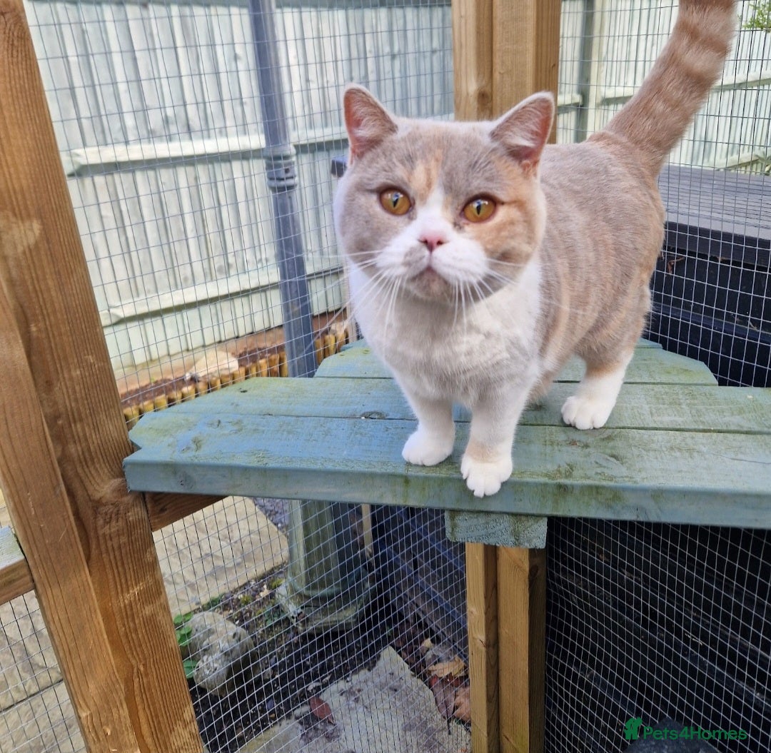 British Shorthair cats for sale: BEAUTIFUL BRITISH SHORTHAIR GCCF registered kitten - Image 10