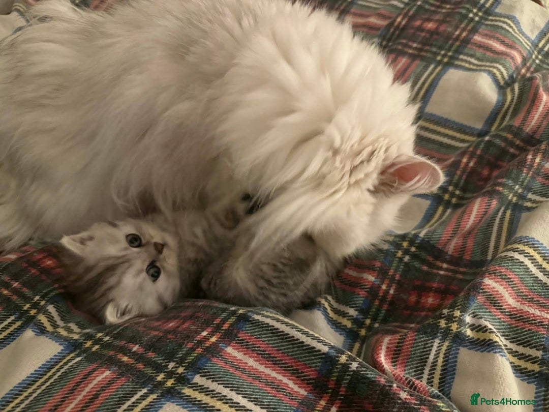Persian cats for sale: Gorgeous pedigree chinchilla kitten  - Advert 2