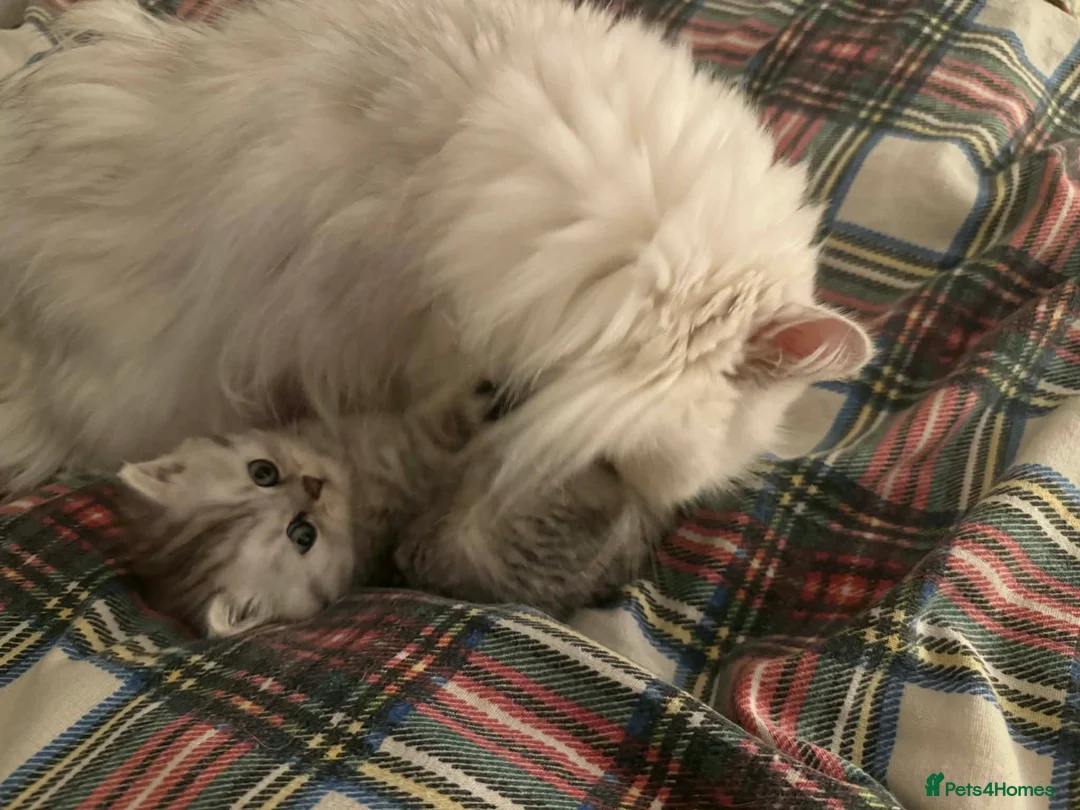 Persian cats for sale: Kitten Sold - Advert 10