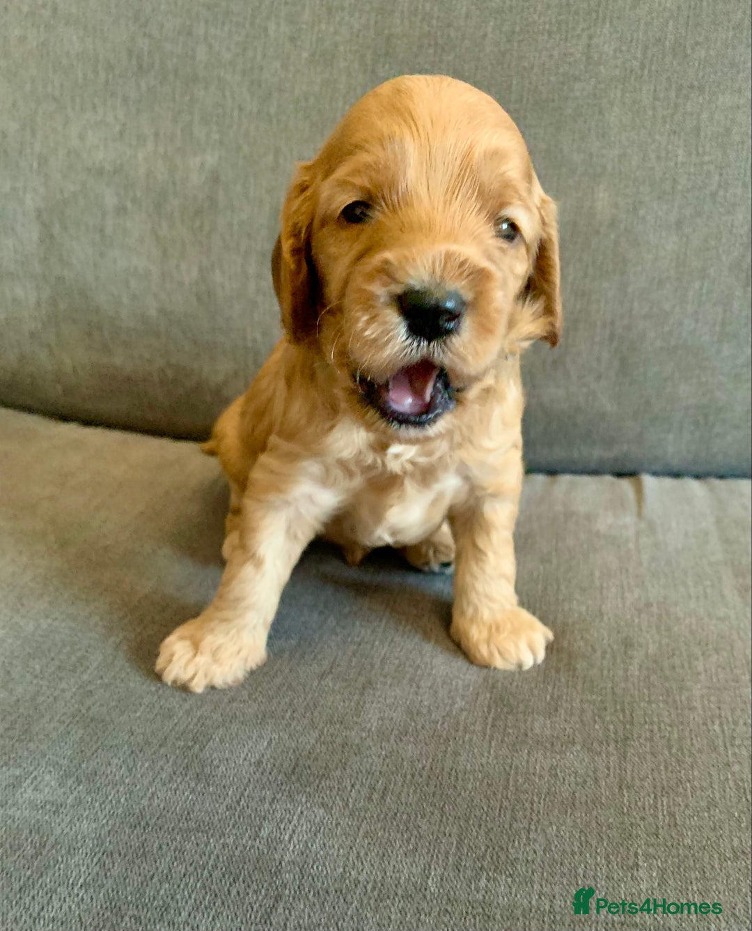 Cockapoo dogs for sale: Cockapoo - Advert 32