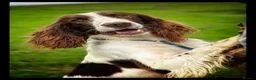English Springer Spaniel dogs for stud: Springer dog at stud  in Preston - Advert 3