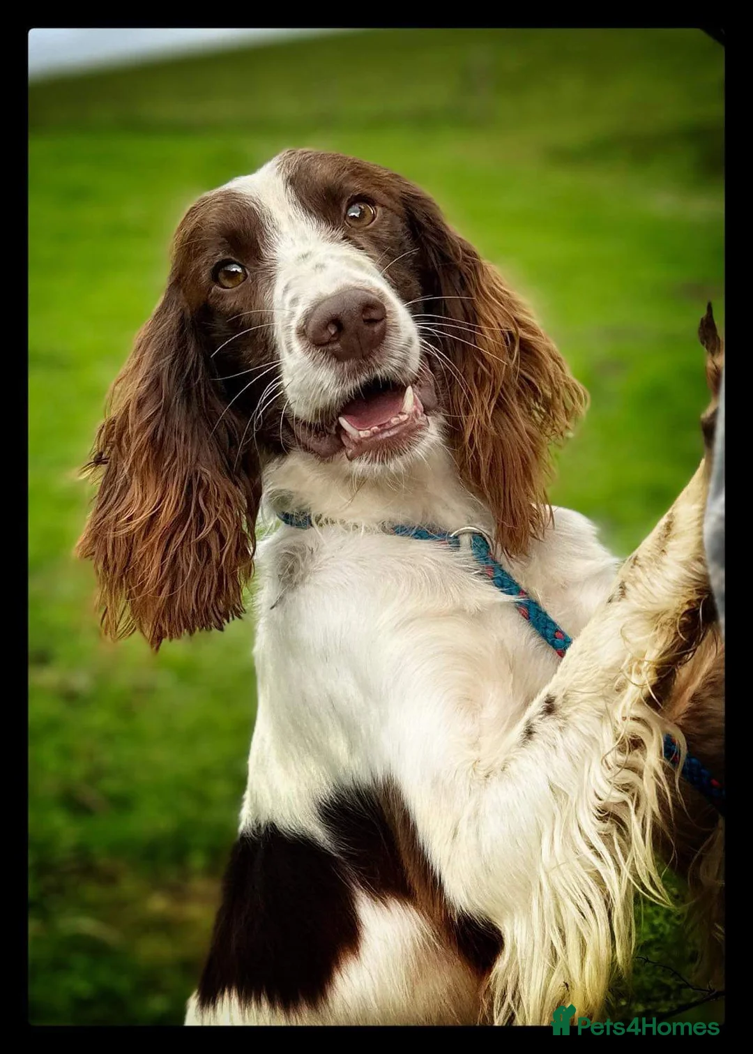 English Springer Spaniel dogs for stud: Springer dog at stud  in Preston - Advert 3