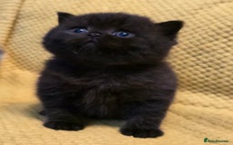 British Shorthair cats for sale: ONE GIRL LEFT GCCF reg BSH kittens - Image 16