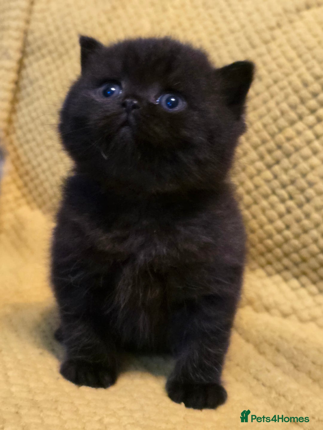 British Shorthair cats for sale: ONE GIRL LEFT GCCF reg BSH kittens - Image 16