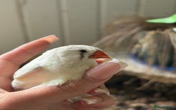 Finches birds for sale: Zebra and penguin finches  - Image 8