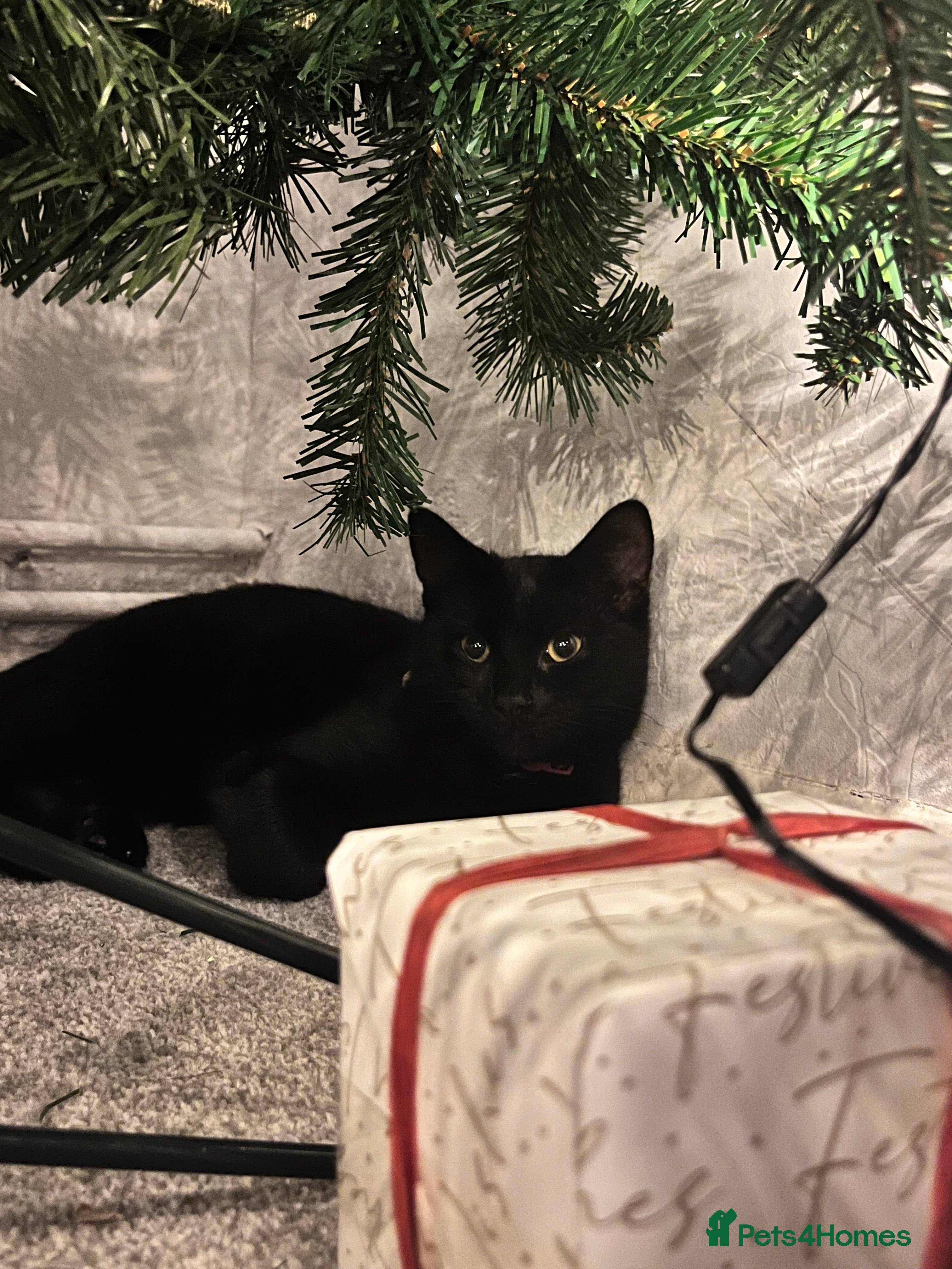 British Shorthair cats Halley - Advert 3