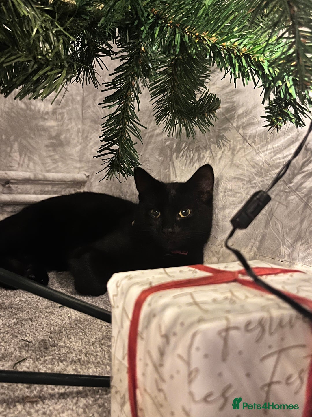 British Shorthair cats for sale: Halley - Advert 1