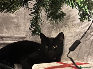 British Shorthair cats Halley - Advert 1