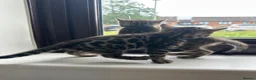 Bengal cats for sale: Bengal girls for sale  - Advert 2