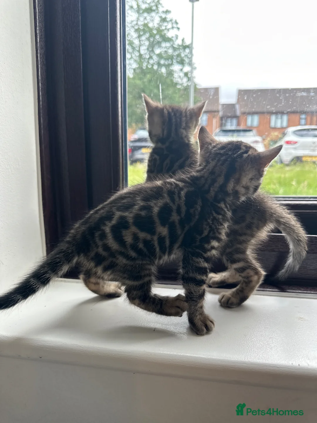Bengal cats for sale: Bengal girls for sale  - Advert 2