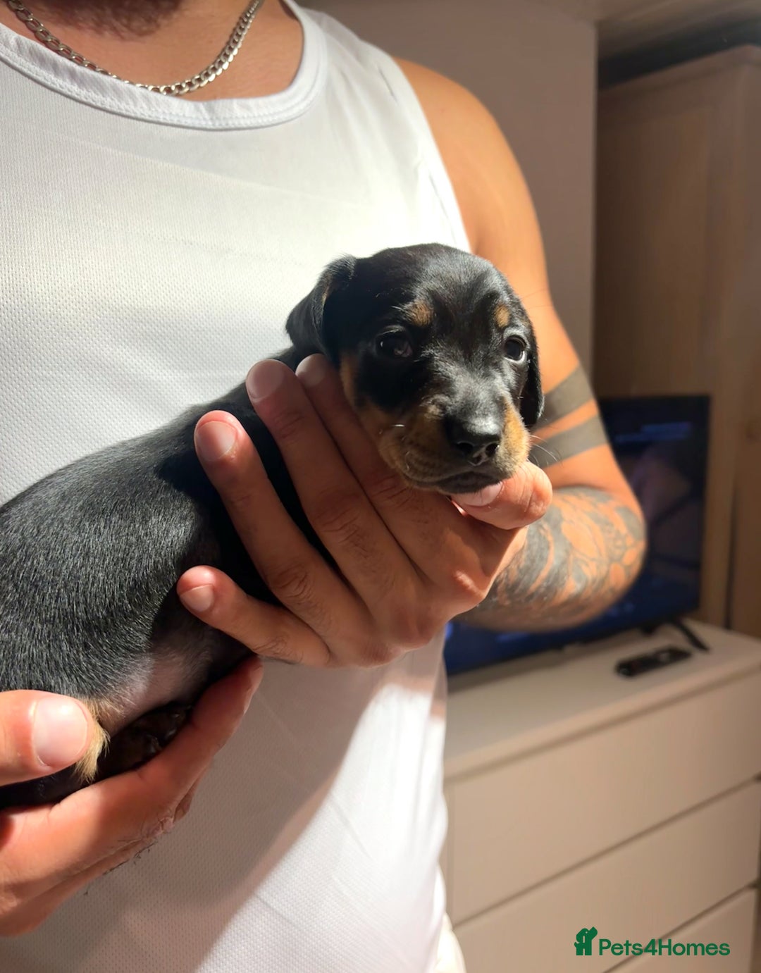 Dachshund dogs for sale: Dachshund Puppies Looking for forever Homes - Image 5