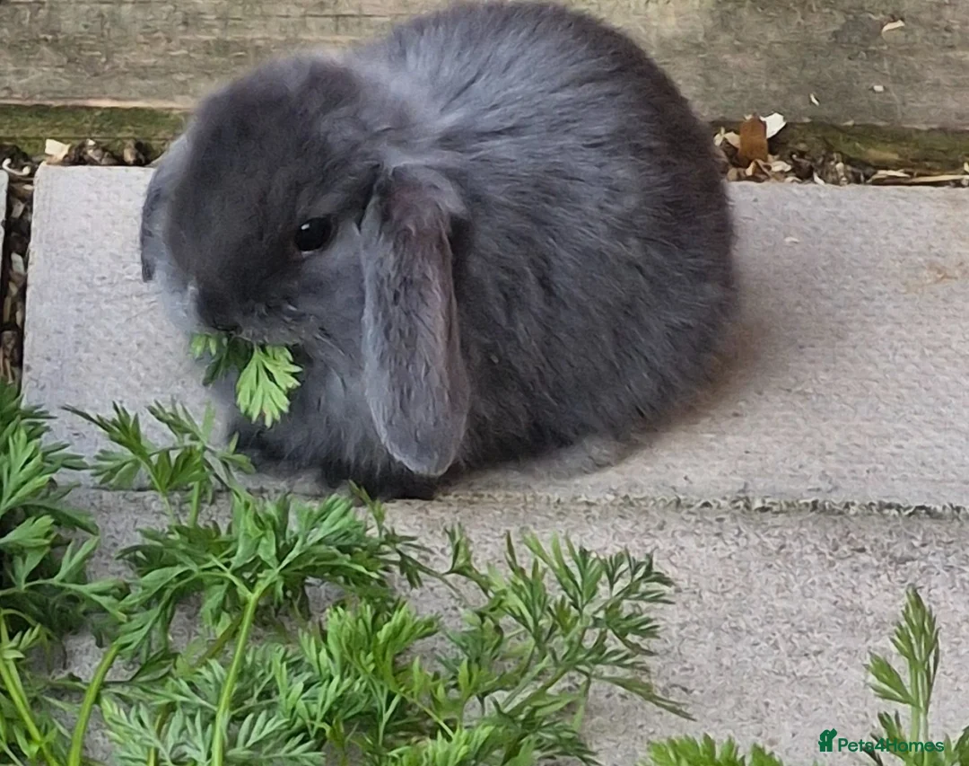 Mini Lop rabbits for sale: 5 gorgeous lopear bunnies - Advert 1