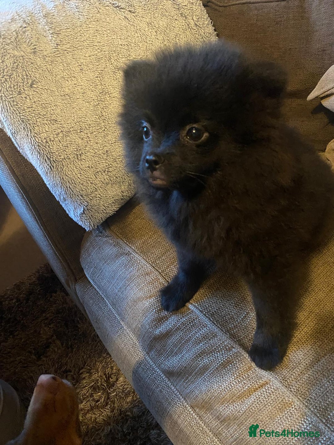 Pomeranian dogs for sale: KC Registered Russian Blood Line Pomeranian pups in Tipton - Image 24