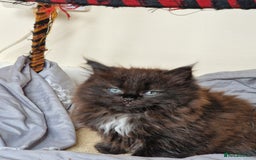 Mixed Breed cats for sale: Rare Ragdoll × Norwegian Forest kittens - Image 4