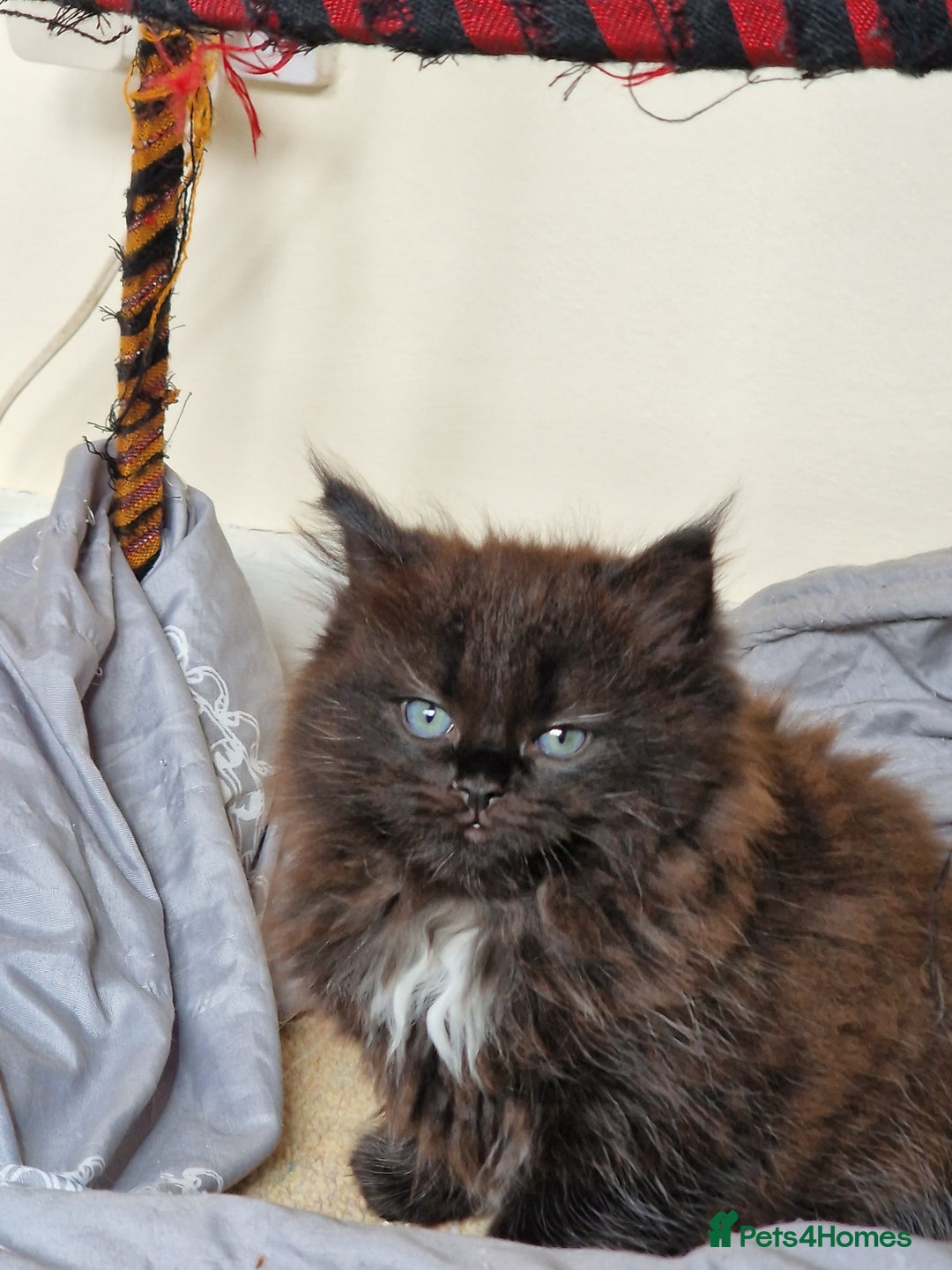 Mixed Breed cats for sale: Rare Ragdoll × Norwegian Forest kittens - Image 4